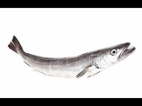 Omega-3: Clave para el Desarrollo Cognitivo Infantil