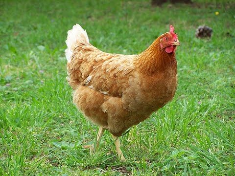 Consejos para una alimentación complementaria rica en vitaminas